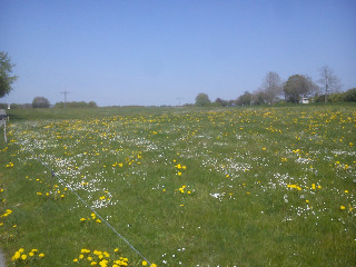 Sommer