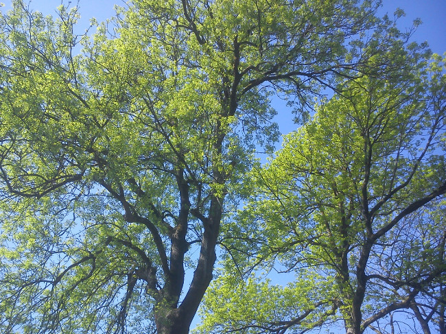 Sommer