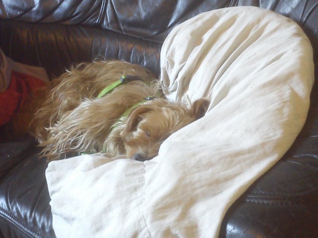 Hund Couch Wohnzimmer