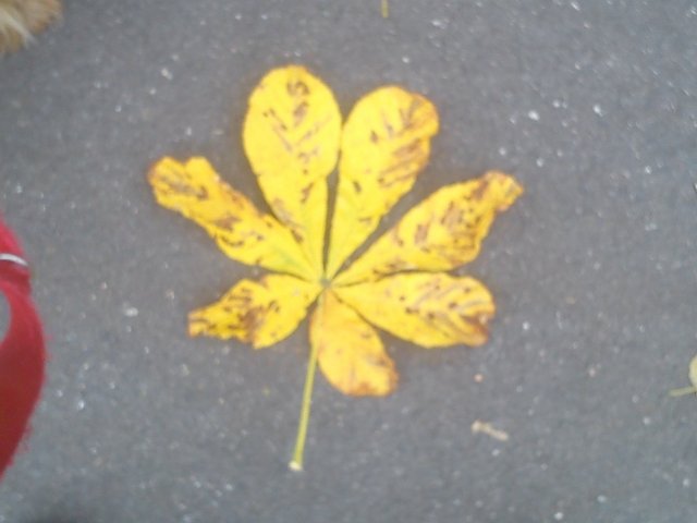 Herbst blatt