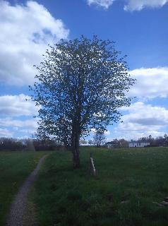 Fr&uuml;hling West3 H&uuml;ckeswagen