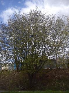 Fr&uuml;hling H&uuml;ckeswagen