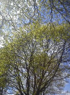 Fr&uuml;hling H&uuml;ckeswagen
