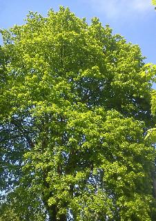 Sommer