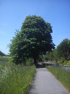 Sommer West3 H&uuml;ckeswagen