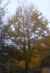 Herbst H&uuml;ckeswagen