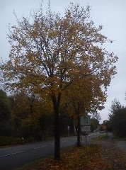 Herbst D&ouml;rpe H&uuml;ckeswagen