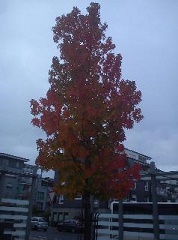 Herbst