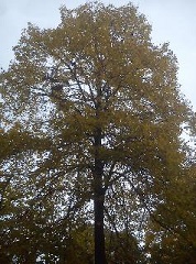 Herbst