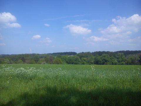 Fr&uuml;hling Weide Wiehagen H&uuml;ckeswagen
