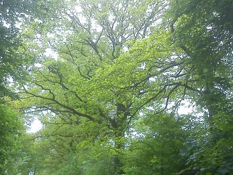 Fr&uuml;hling ehem. Bahntrasse Wiehagen H&uuml;ckeswagen Bergisch Born