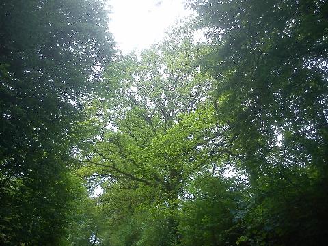 Fr&uuml;hling ehem. Bahntrasse Wiehagen H&uuml;ckeswagen Bergisch Born