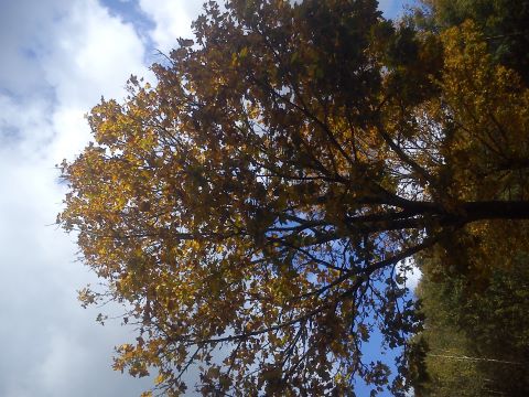 Herbst H&uuml;ckeswagen