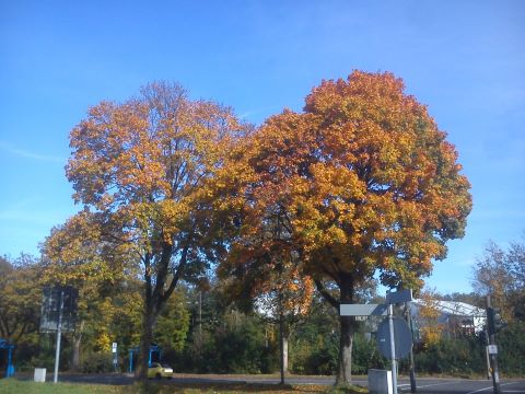 Herbst Winterhagen H&uuml;ckeswagen