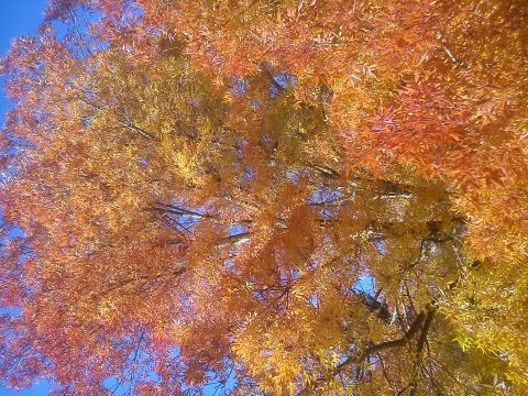 Herbst Radevormwald