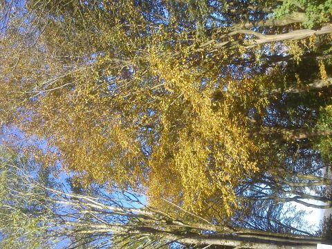 Herbst Radevormwald