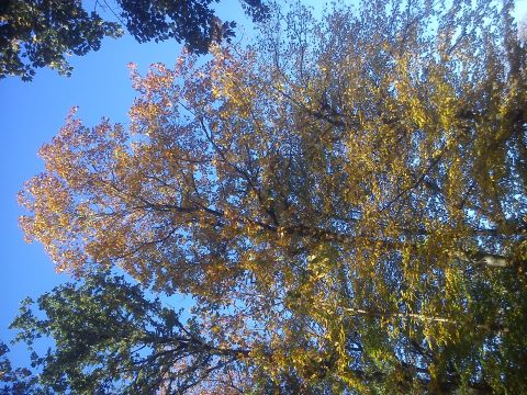 Herbst Radevormwald