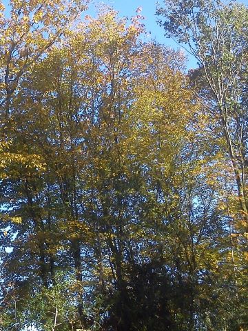 Herbst Radevormwald