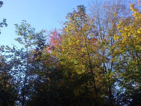 Herbst Radevormwald