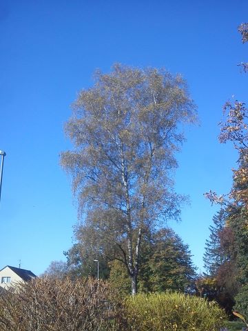 Herbst Radevormwald