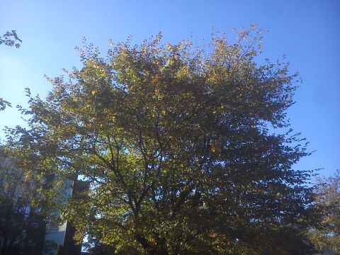 Herbst Radevormwald