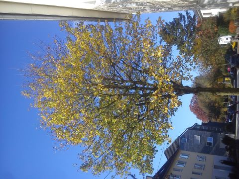 Herbst Kaiserstra&szlig;e Radevormwald