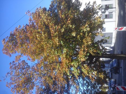 Herbst Kaiserstra&szlig;e Radevormwald