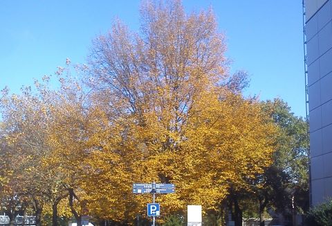 Herbst Radevormwald Rathaus