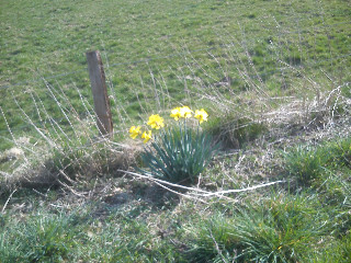 Fr&uuml;hlings Blumen