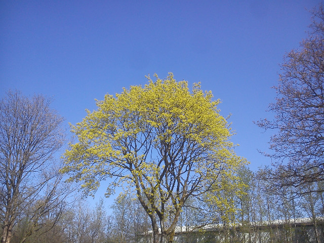 Fr&uuml;hling H&uuml;ckeswagen