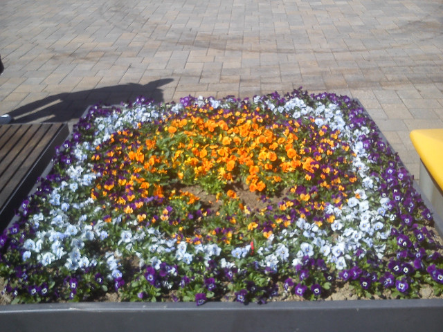 Sommer Blumen Beet