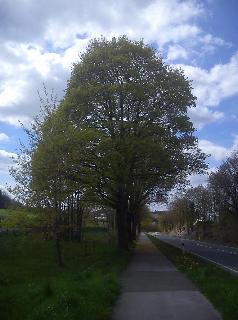 Fr&uuml;hling West3 H&uuml;ckeswagen