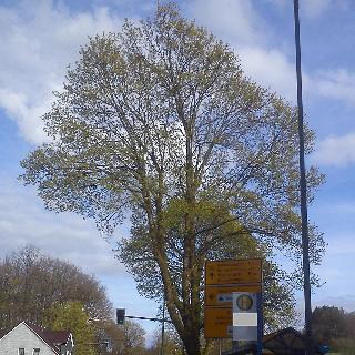 Fr&uuml;hling H&uuml;ckeswagen