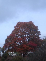 Herbst