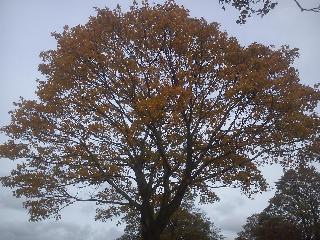 Herbst
