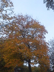 Herbst