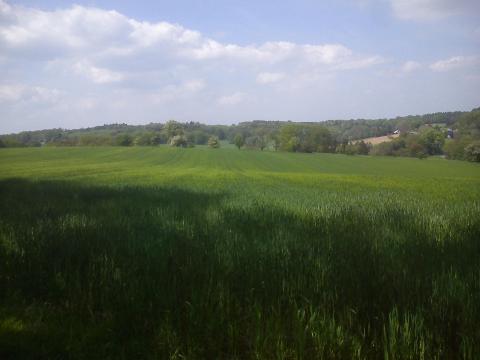 Fr&uuml;hling Weide Wiehagen H&uuml;ckeswagen