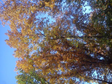 Herbst Radevormwald