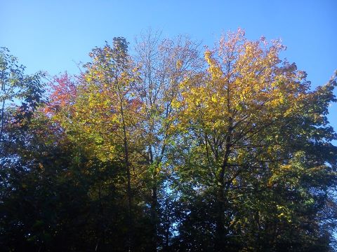 Herbst Radevormwald