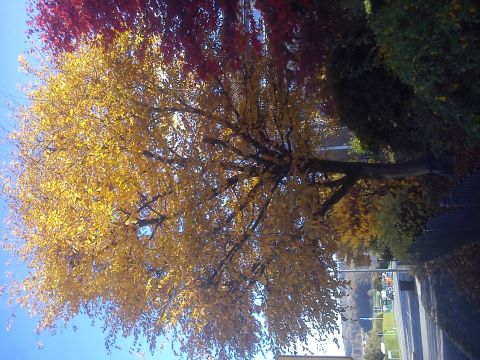 Herbst Radevormwald