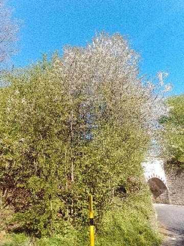 Fr&uuml;hlingsbild: Wermelskirchen - RS Bergisch Born - Remscheid Lennep