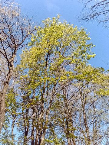 Fr&uuml;hlingsbild: Wermelskirchen - RS Bergisch Born - Remscheid Lennep