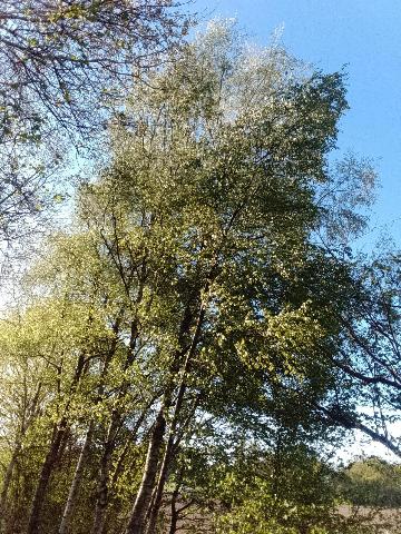 Fr&uuml;hlingsbild Spring images Balkantrasse: Remscheid Bergisch Born - H&uuml;ckeswagen